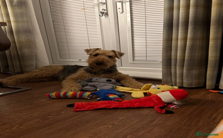 Airedale Terrier dogs in Durham - Advert 1