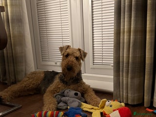 Airedale Terrier dogs in Durham - Advert 21