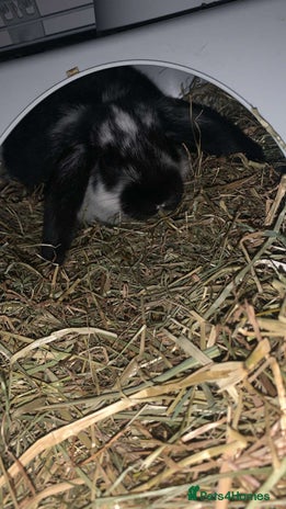 Mixed Breed rabbits in Elland - Advert 10