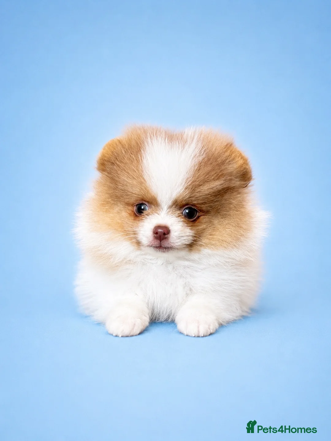 Pomeranian dogs for sale: ✨🐾 Exceptional KC Pom Boy Rare Isabella Parti💖 - Advert 2
