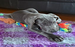 Great Dane dogs for sale: Beautiful Blue bred for Health and Temperament  in Worksop - Image 11