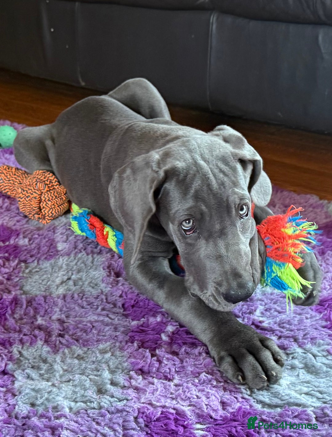 Great Dane dogs for sale: Beautiful Blue bred for Health and Temperament  in Worksop - Image 11