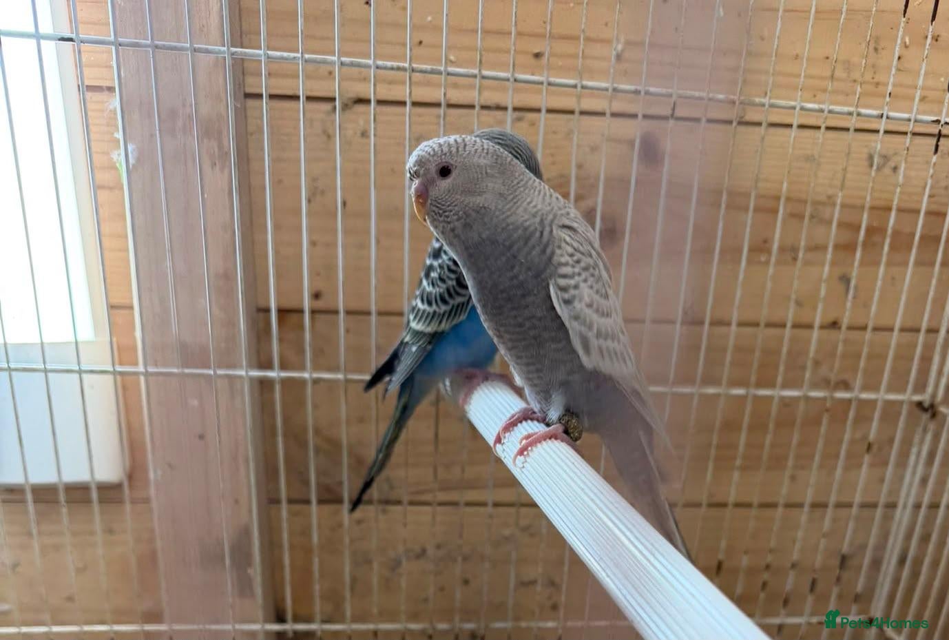 Budgerigars birds Black face dun fallow young male violet for.sale. - Advert 2