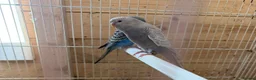 Budgerigars birds for sale: Black face dun fallow young male violet for.sale. - Advert 1
