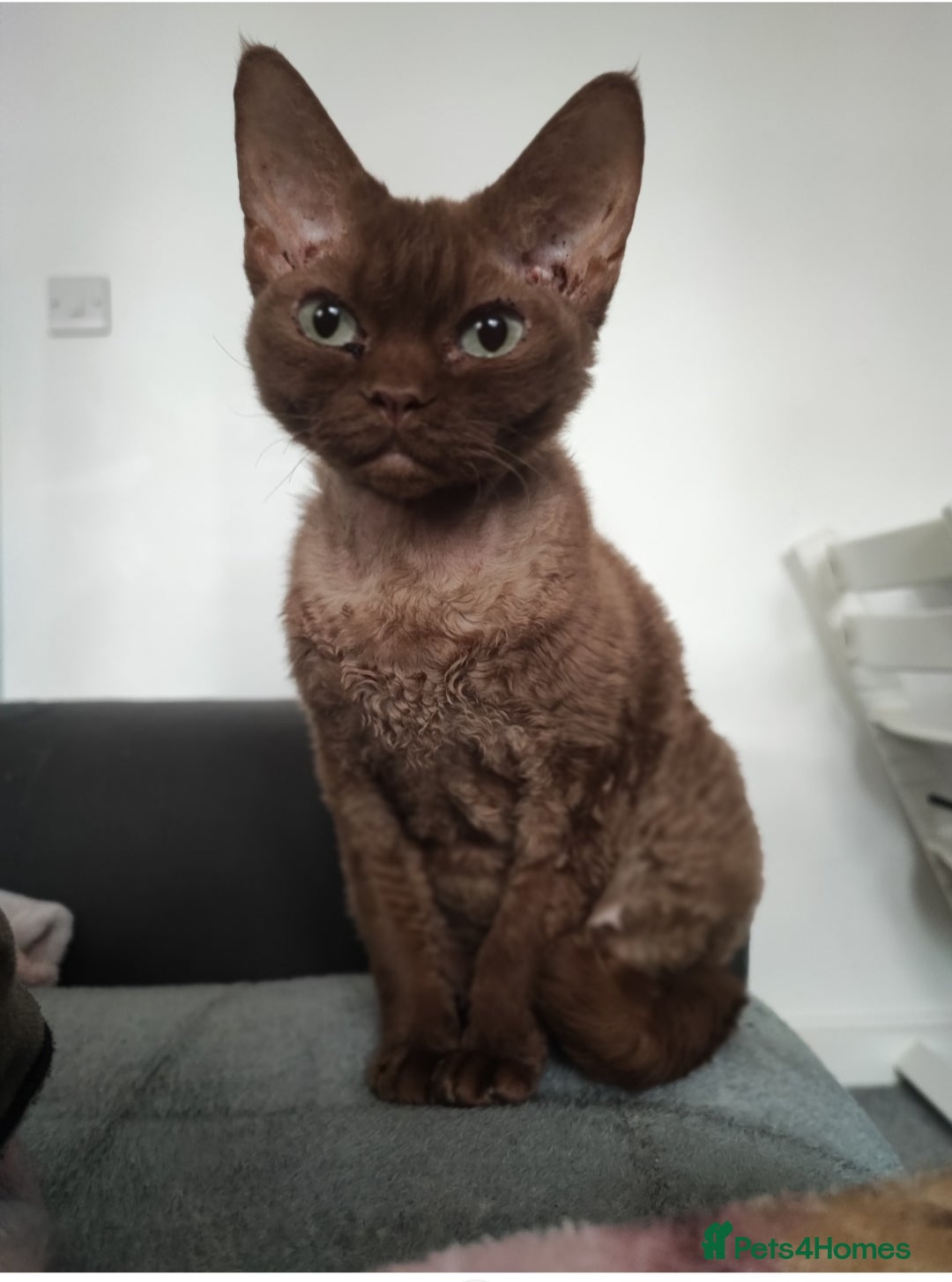 Devon Rex cats for sale: Devon rex girl  - Image 5