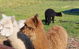 Alpaca livestock for sale: Alpacas 1 Male and 2 Female - Image 5