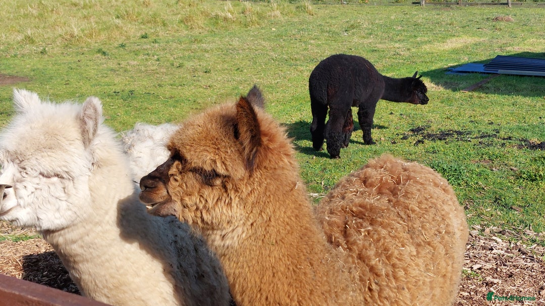 Alpaca livestock for sale: Alpacas 1 Male and 2 Female - Image 5