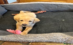 Labrador Retriever dogs for sale: 6 Pedigree Fox Red Labrador Puppies - Image 28