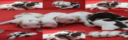 Cocker Spaniel dogs for sale: Kc registered working cockers  - Advert 7