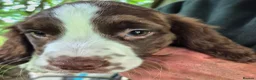 English Springer Spaniel dogs for sale: English Springer Spaniel pups for sale! - Advert 11