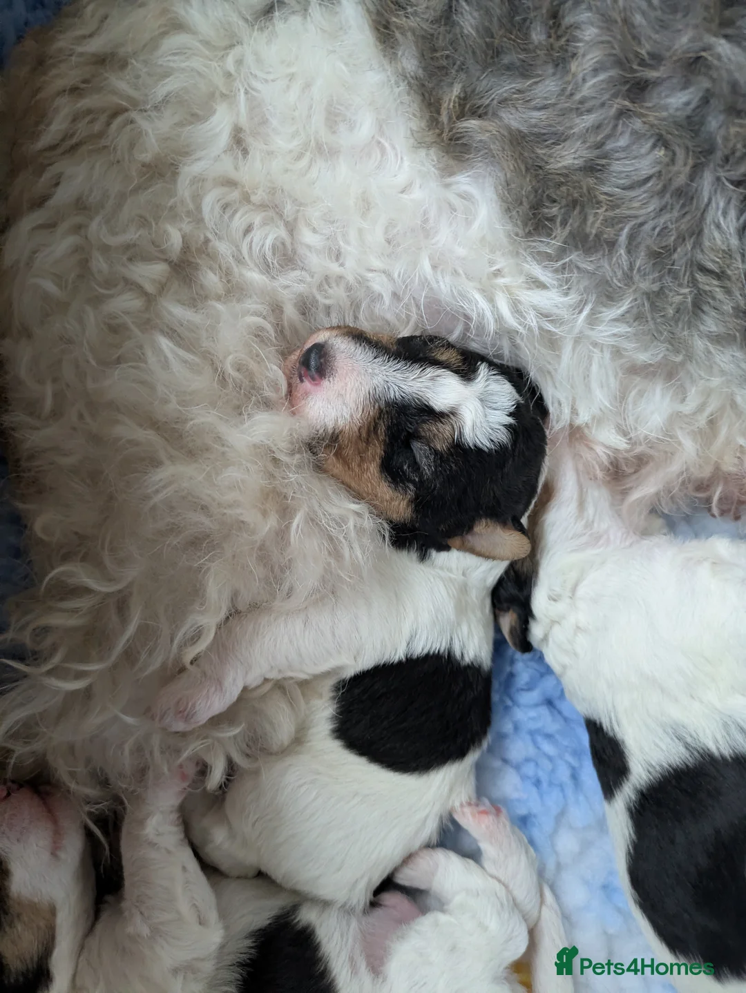 Fox Terrier dogs for sale: Beautiful KC litter of ( 3 boys )  in Wisbech - Advert 21