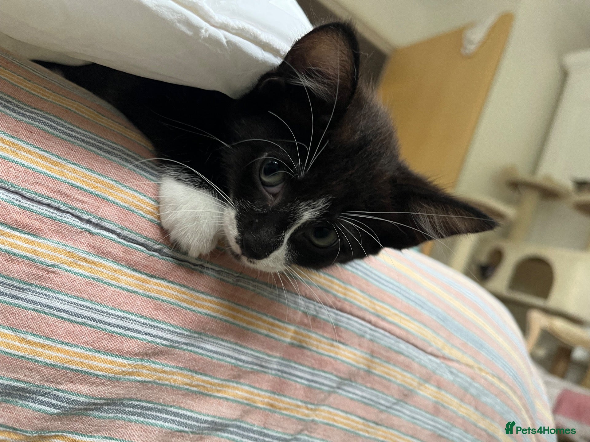 Mixed Breed cats 5 lovely kittens 🐾 - Advert 2