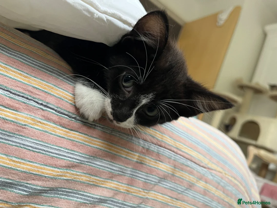 Mixed Breed cats for sale: 5 lovely kittens 🐾 - Advert 2