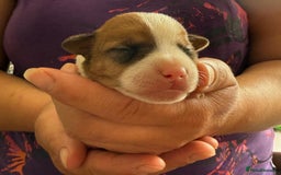 Jack Russell dogs for sale: Bred From Health Tested Parents - Image 2