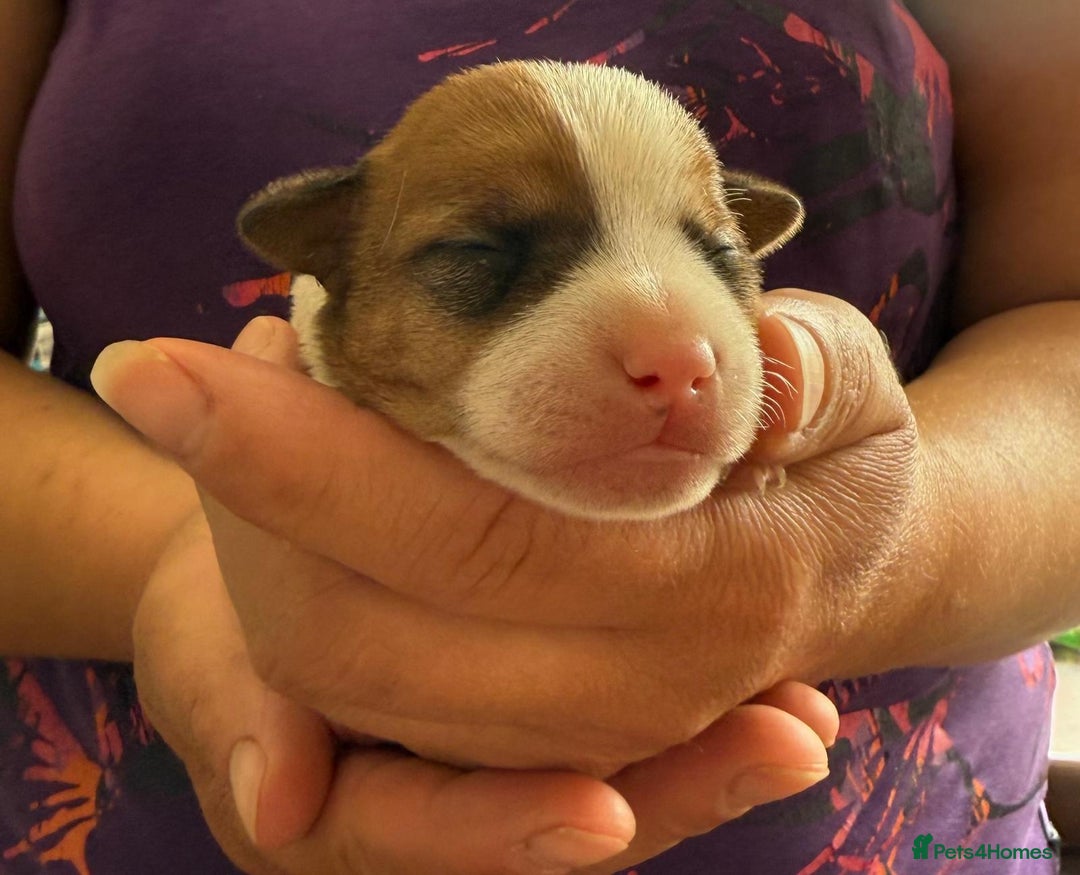 Jack Russell dogs for sale: Bred From Health Tested Parents - Image 2