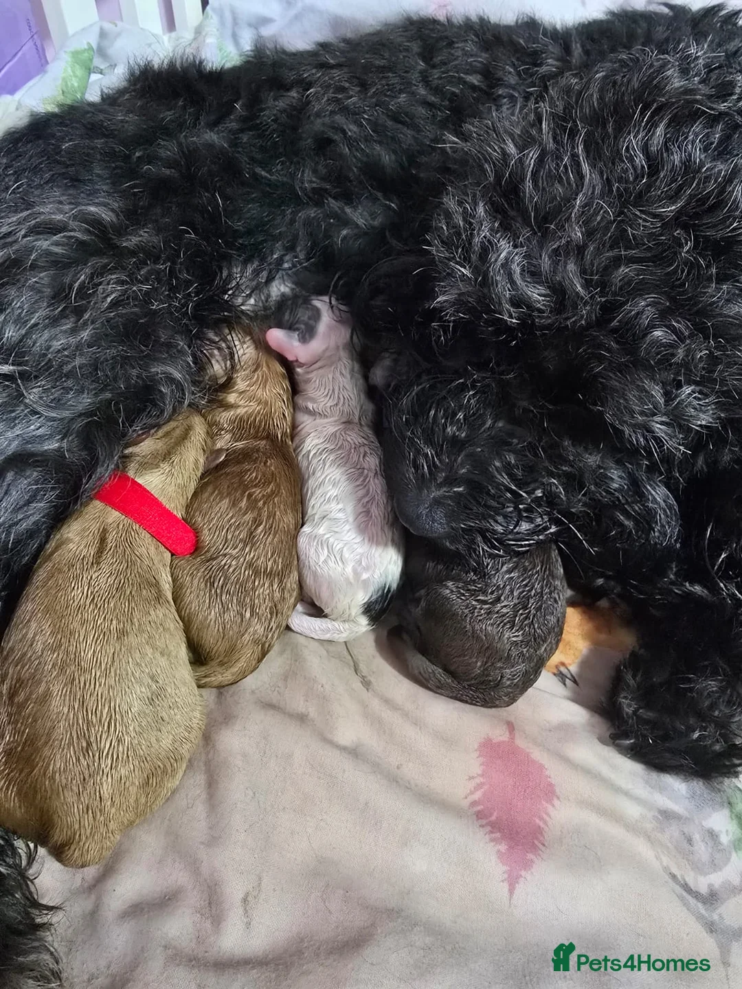 Cockapoo dogs for stud: PROVEN Chocolate brown cockapoo for stud in Boston - Advert 13