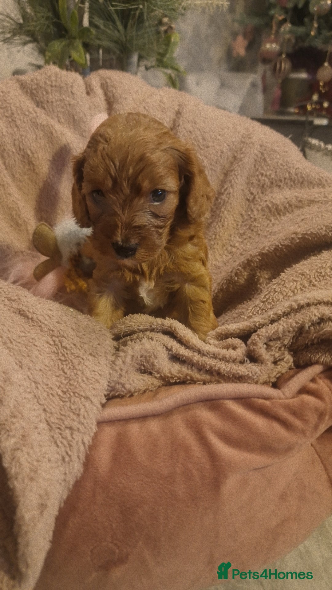 Cavapoo dogs for sale: Beautiful cavapoo puppies  - Advert 15