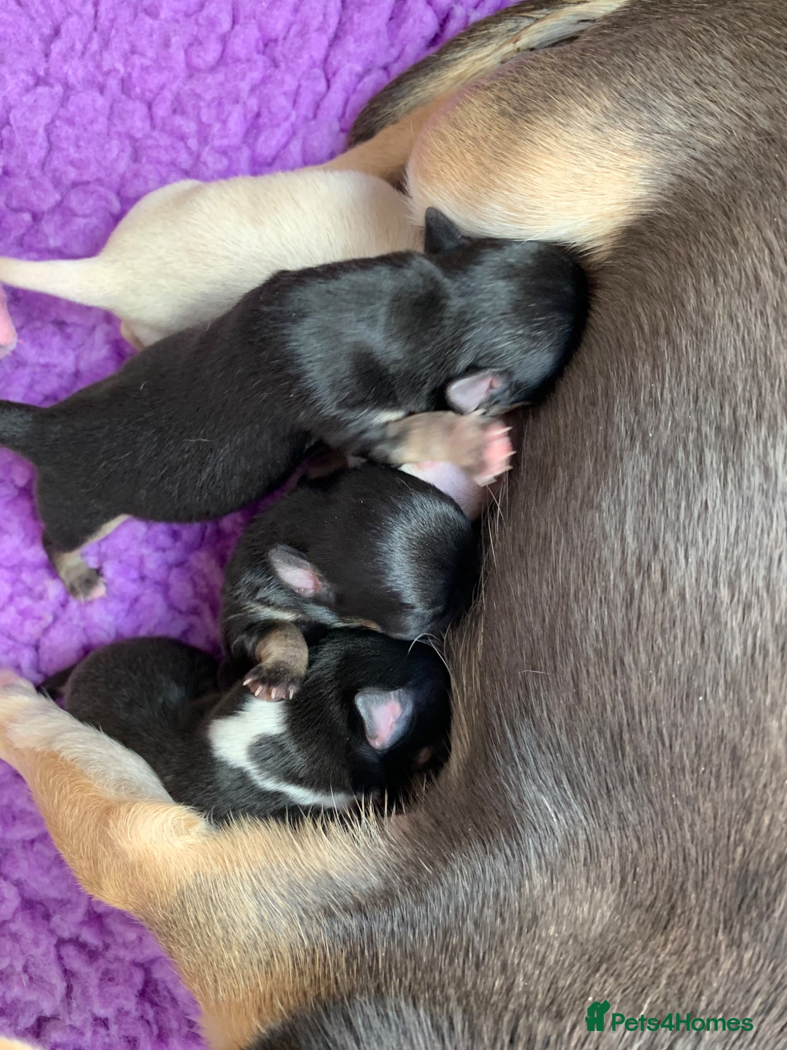Chihuahua dogs 5* LICENSED  KC Chihuahua BOYS - Advert 5