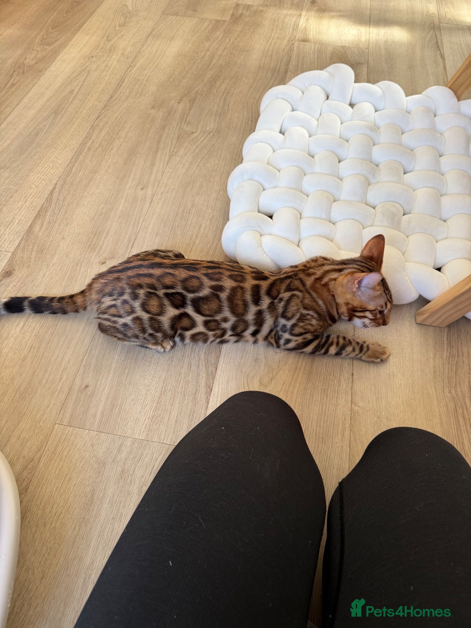 Bengal cats ✨ READY NOW - Pedigree Bengal Kitten Boy✨ - Advert 5