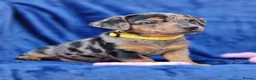 Jack Russell dogs for sale: Beautiful Litter of Jack Russell Puppies  - Advert 11