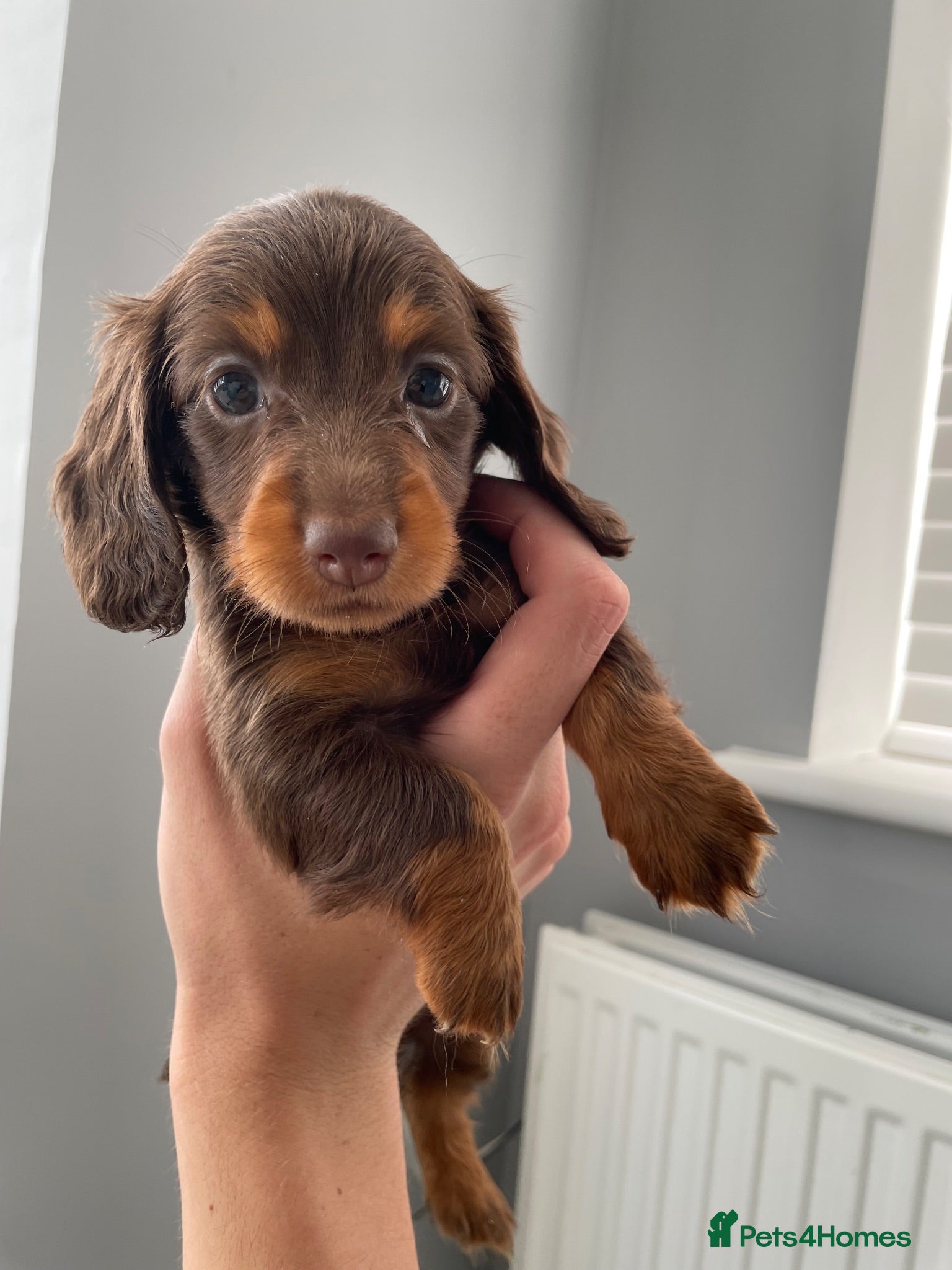 Miniature Dachshund dogs KC MINIATURE LONG HAIRED DACHSHUNDS  - Advert 7