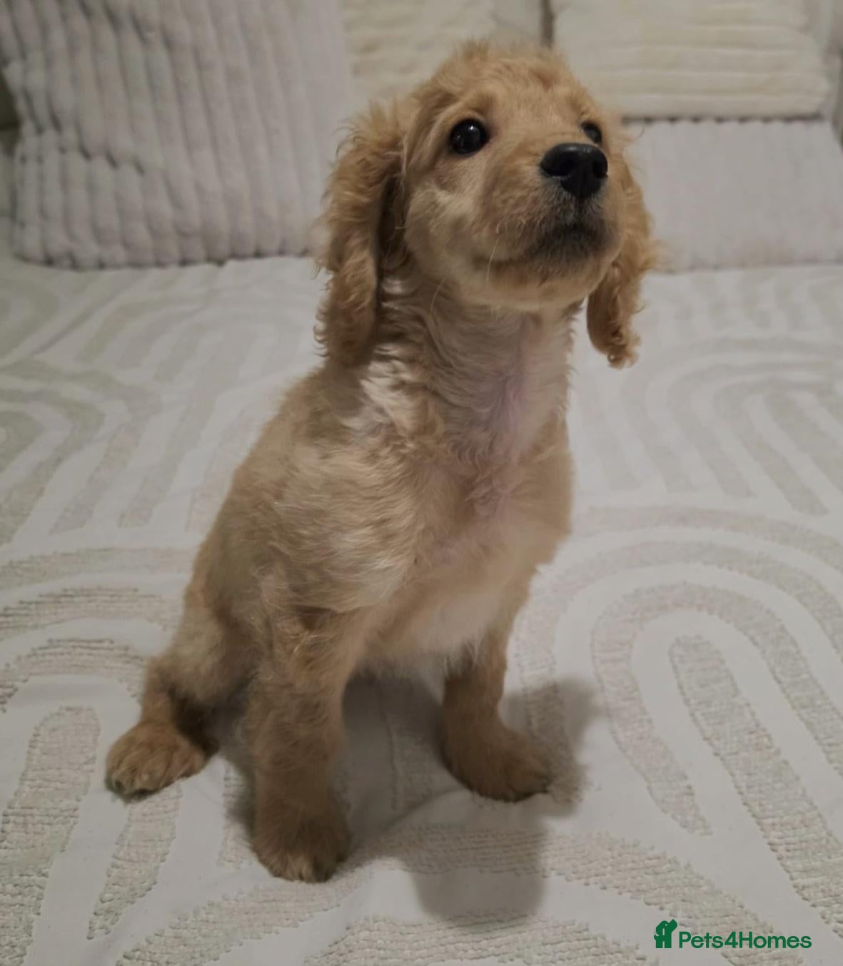 Mixed Breed dogs Male Cockapoo Puppy - Advert 7