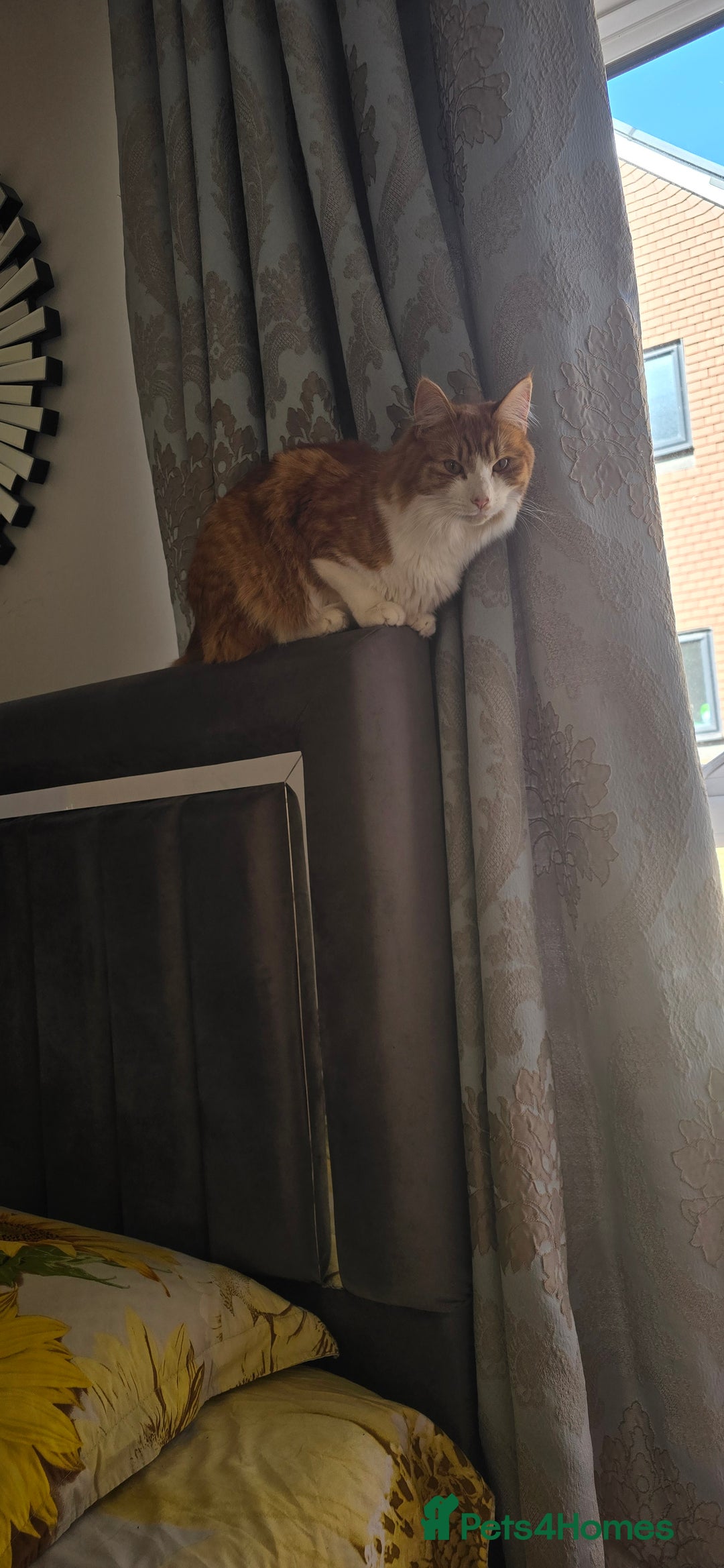 Mixed Breed cats for sale: Simba ginger mixed breed  - Image 6