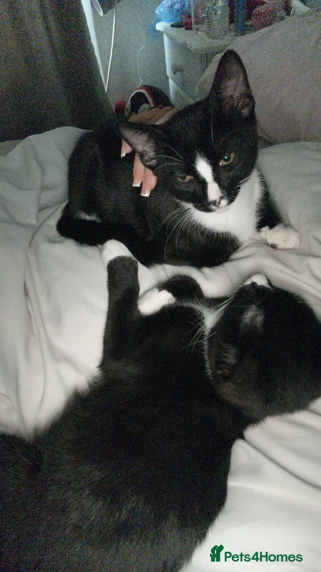 Mixed Breed cats for sale: 2 precious boy kittens  - Advert 7