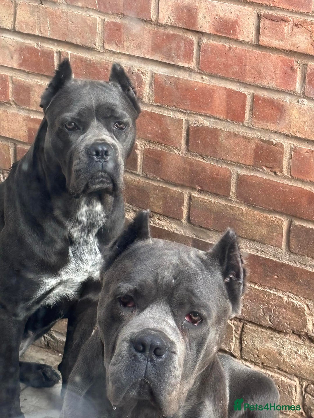 Cane Corso dogs for sale: Cane Corso Puppies **5 Male 2Female Left** - Advert 12