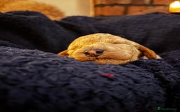 Cavapoochon dogs for sale: 5 cavapoochon puppies looking for forever homes - Image 9