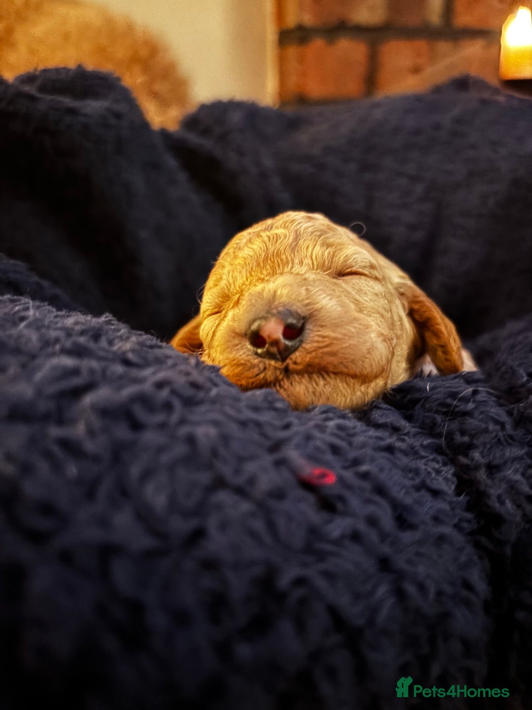 Cavapoochon dogs for sale: 5 cavapoochon puppies looking for forever homes - Image 9