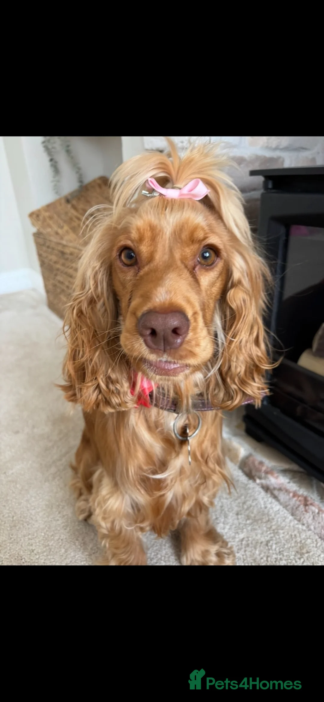 Cocker Spaniel dogs for sale: Show cocker spaniel puppies sired by Rizi Bizi - Advert 1