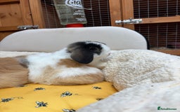 Dwarf Lop rabbits for sale: Stunning friendly dwarf lops  - Image 8