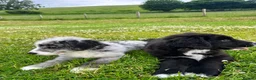 Bernese Mountain Dog dogs for sale: Beautiful Bordernese Puppies - Advert 8