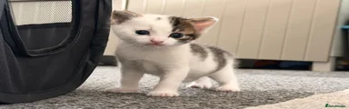 Mixed Breed Kitten 1