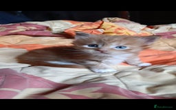 Maine Coon cats for sale: Maine Coon kitten Fire Red Marble Tabby and White - Image 22