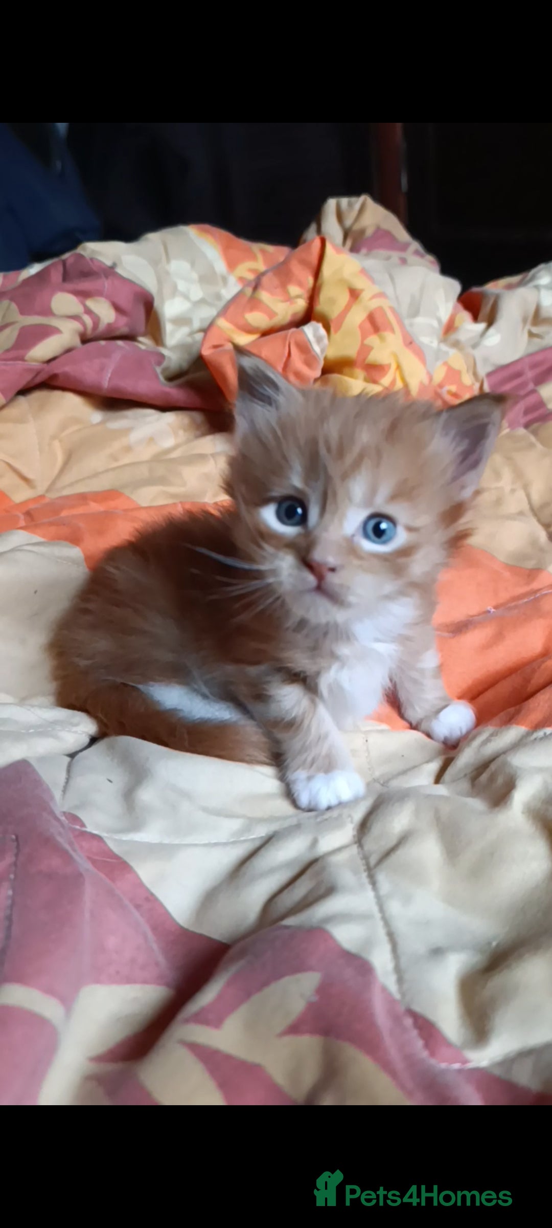 Maine Coon cats for sale: Maine Coon kitten Fire Red Marble Tabby and White - Image 22