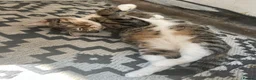 Mixed Breed cats for sale: 5 beautiful kittens ready for amazing homes in Birmingham - Advert 2