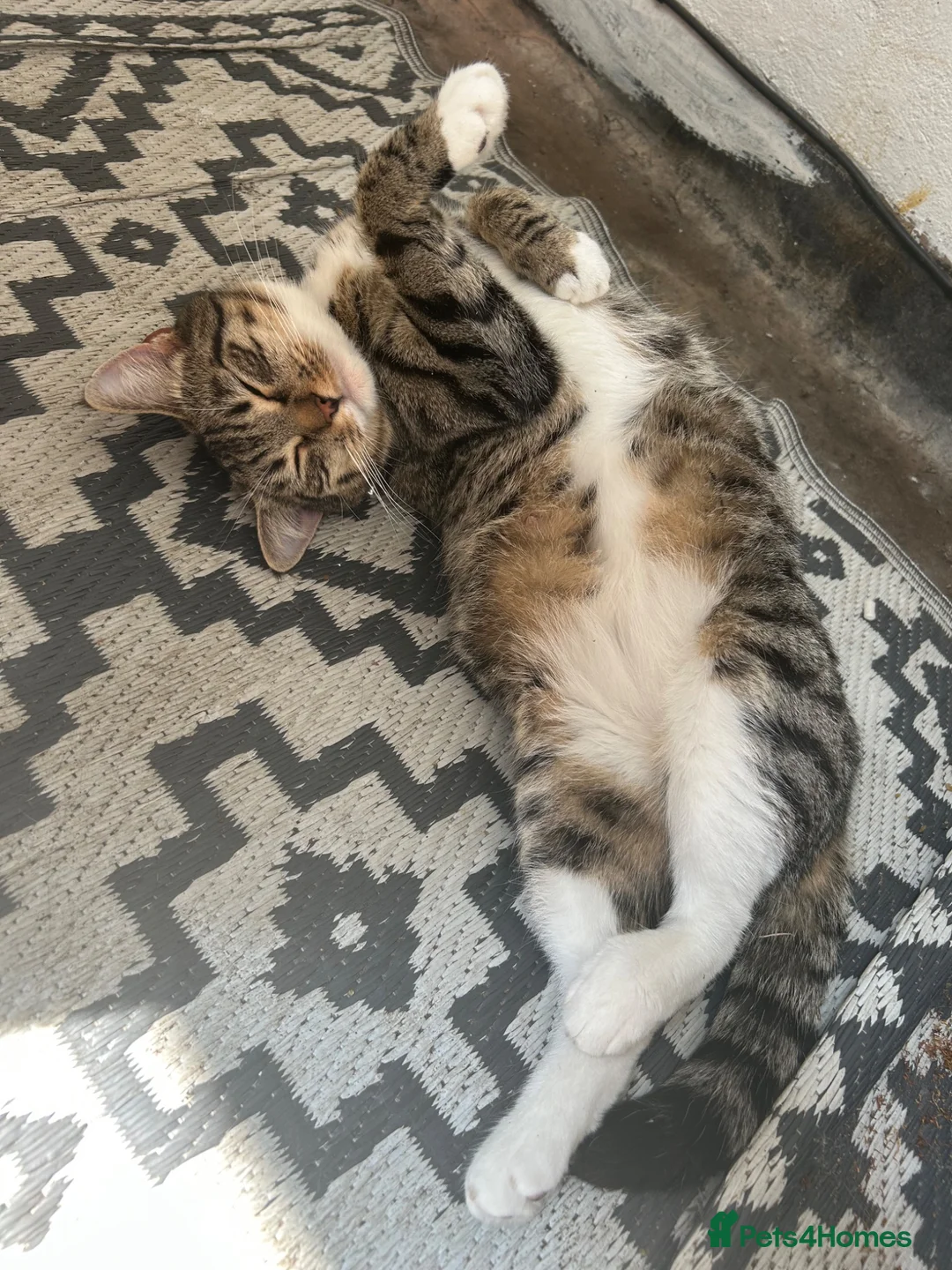 Mixed Breed cats for sale: 5 beautiful kittens ready for amazing homes in Birmingham - Advert 2