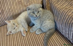 Scottish Fold cats for sale: 🐾 Scottish Fold Kittens – Sweet, Rare & Ready Now - Image 24