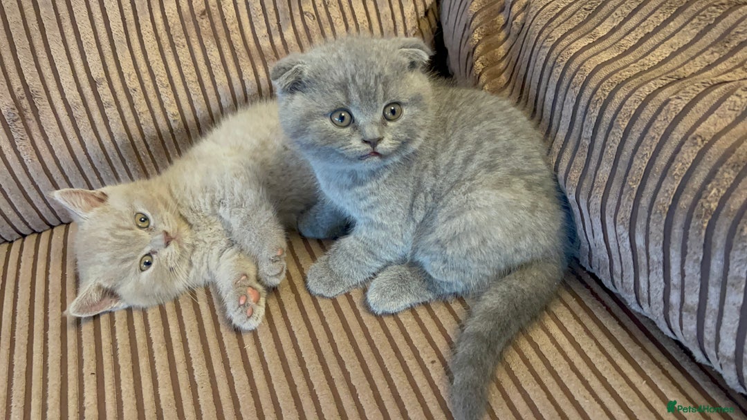 Scottish Fold cats for sale: 🐾 Scottish Fold Kittens – Sweet, Rare & Ready Now - Image 24