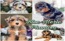 Bernedoodle dogs for sale: ⭐⭐⭐⭐Licensed•Ethical•HomeBreeder - Image 18