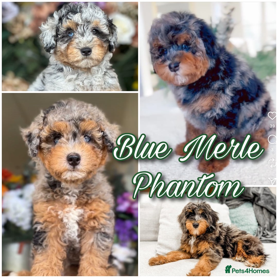 Bernedoodle dogs for sale: ⭐⭐⭐⭐Licensed•Ethical•HomeBreeder - Image 18