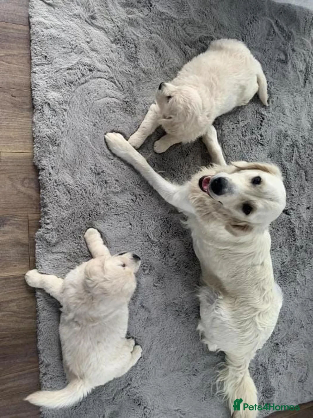 Golden Retriever dogs for sale: GOLDEN RETRIEVER PUPPIES DNA TRSTED in Preston - Advert 4