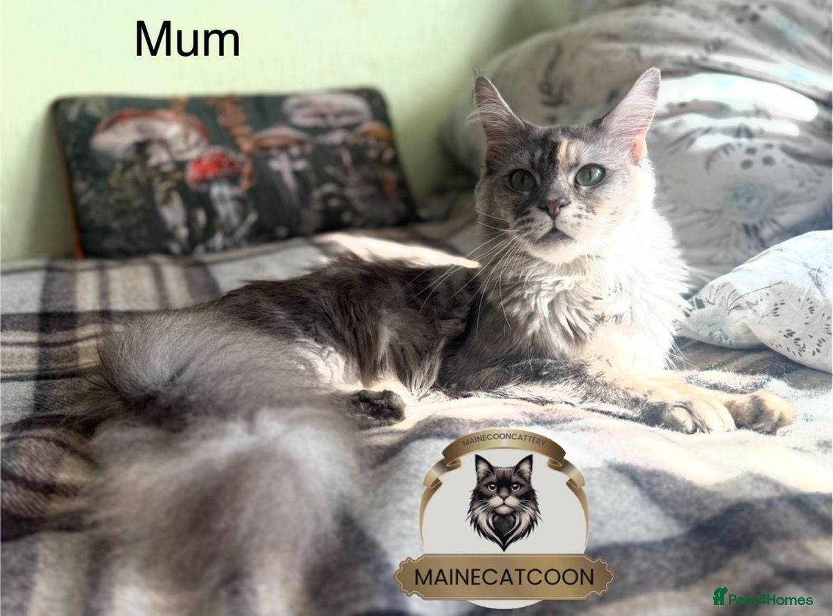Maine Coon cats Last girl ACTIVE registered TICA maine coon. - Advert 2