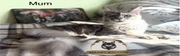 Maine Coon cats for sale: Last girl ACTIVE registered TICA maine coon. - Advert 2