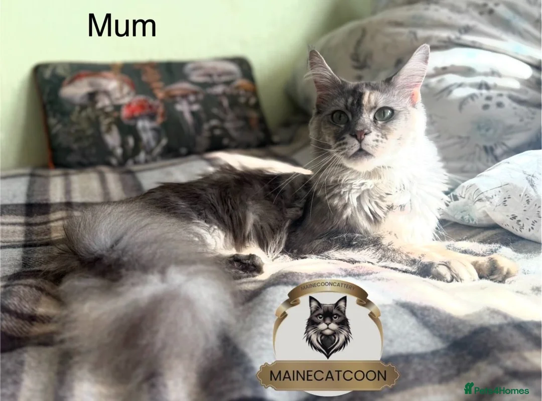 Maine Coon cats for sale: Last girl ACTIVE registered TICA maine coon. - Advert 2