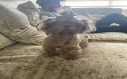 Shih Tzu dogs for sale: Tiny small lilac imperial babies - Image 6