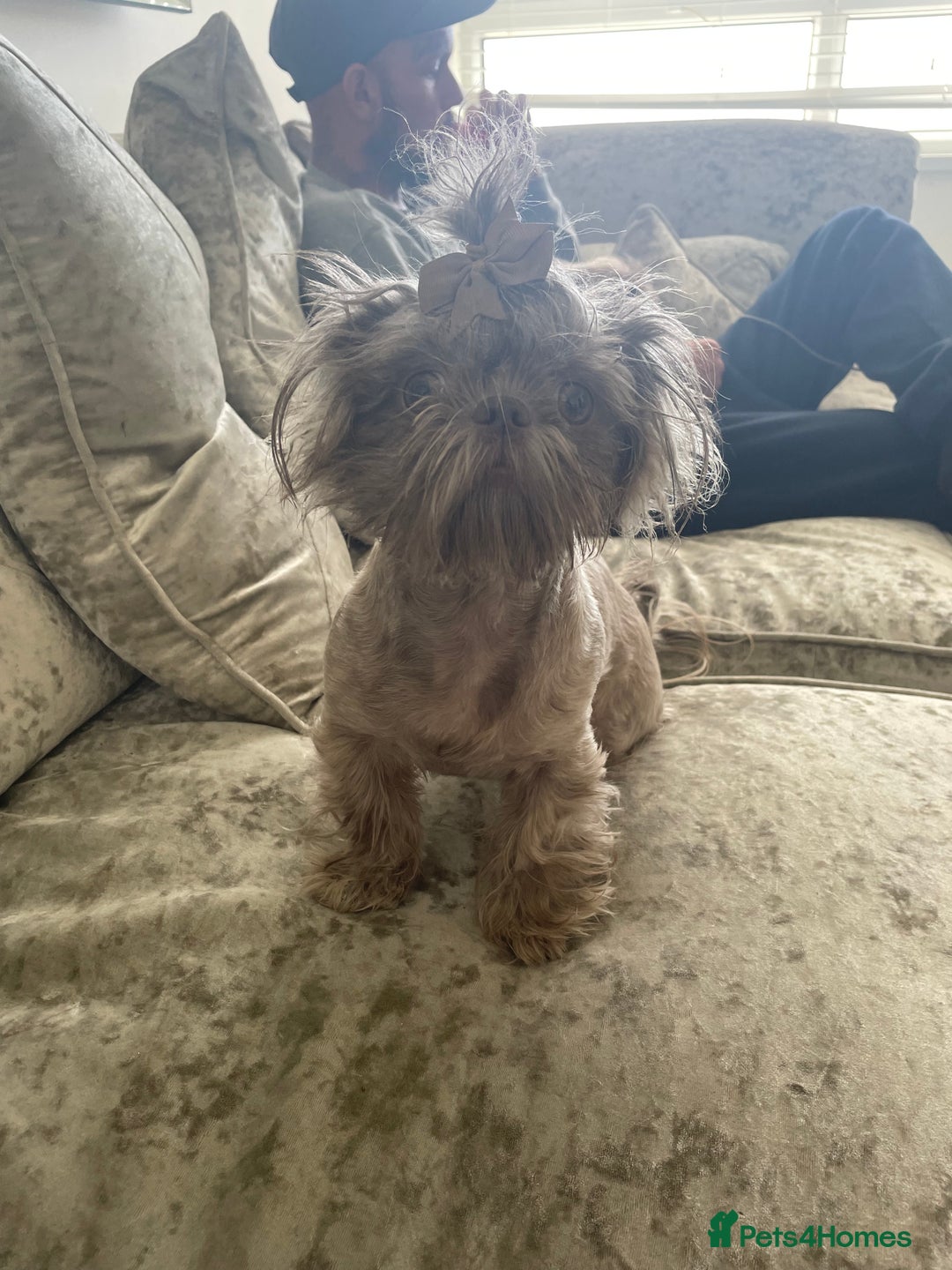 Shih Tzu dogs for sale: Tiny small lilac imperial babies - Image 6