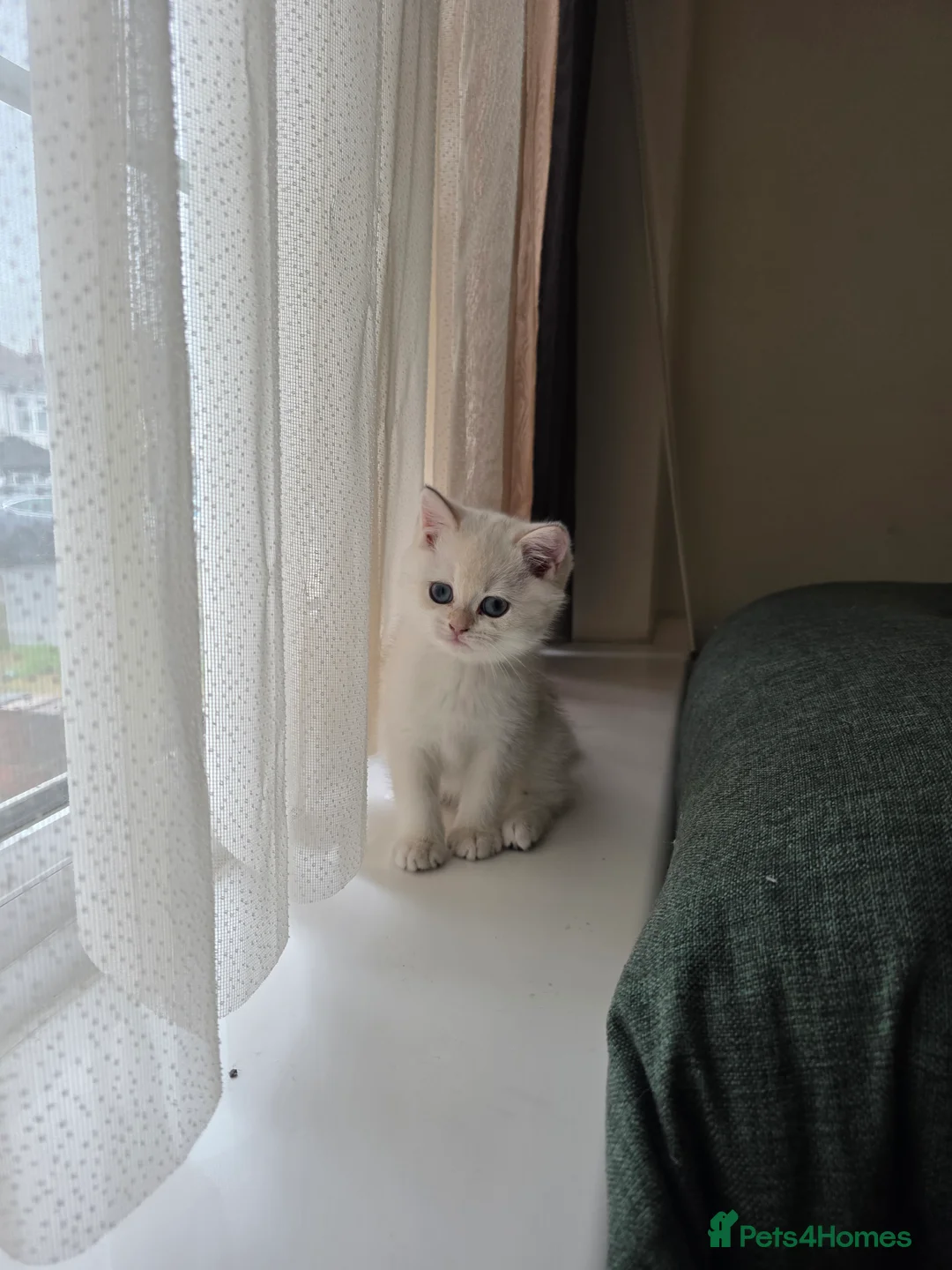 British Shorthair cats for sale: B.Shorthair Kittens Raised in a Loving Family Home - Advert 11